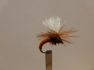 Size 18 Klinkhamer Brown